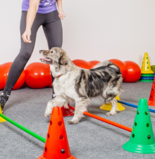 Best Indoor Outdoor Walk Routine for Dogs